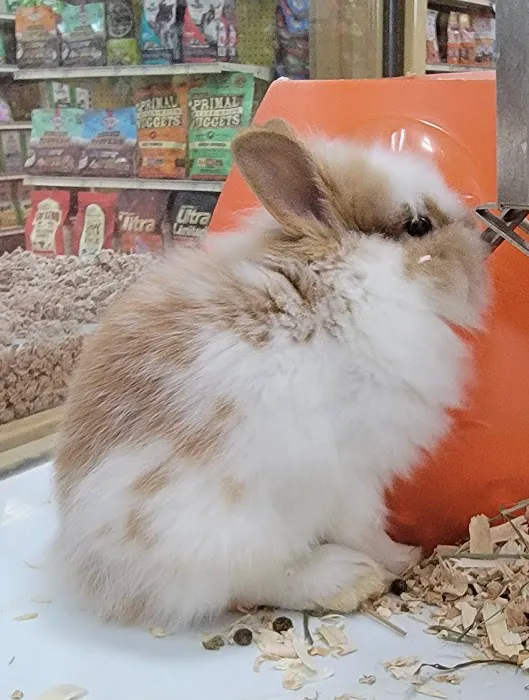 Pet Supermarket Picture 3