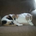CNY Veterinary Medical Services