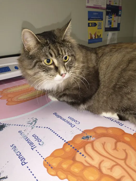 CNY Veterinary Medical Services Picture 5