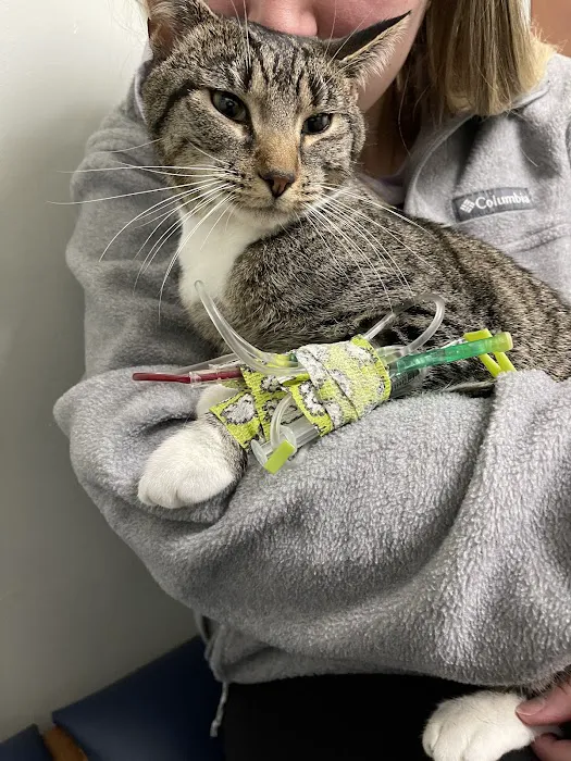 CNY Veterinary Medical Services Picture 6