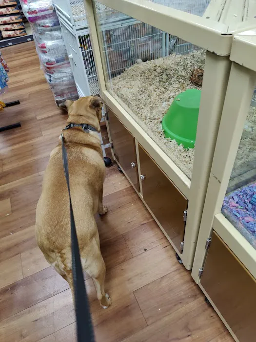 Pet Supermarket Picture 6