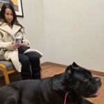 Manlius Veterinary Hospital
