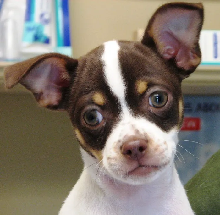 Compassionate Care Veterinary Hospital of Manlius - Dr. J Endres Picture 2