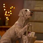Compassionate Care Veterinary Hospital of Manlius - Dr. J Endres