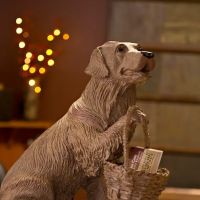 Compassionate Care Veterinary Hospital of Manlius - Dr. J Endres ico
