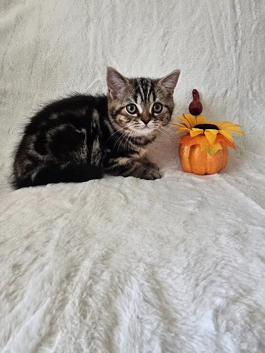 Purrfect Brits British Shorthair Cattery Picture 3