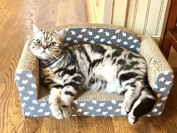 Purrfect Brits British Shorthair Cattery Picture 2