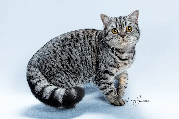 Purrfect Brits British Shorthair Cattery Picture 1