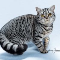 Purrfect Brits British Shorthair Cattery ico