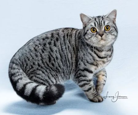Purrfect Brits British Shorthair Cattery