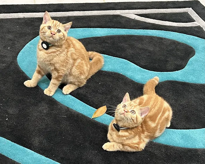 Purrfect Brits British Shorthair Cattery Picture 8