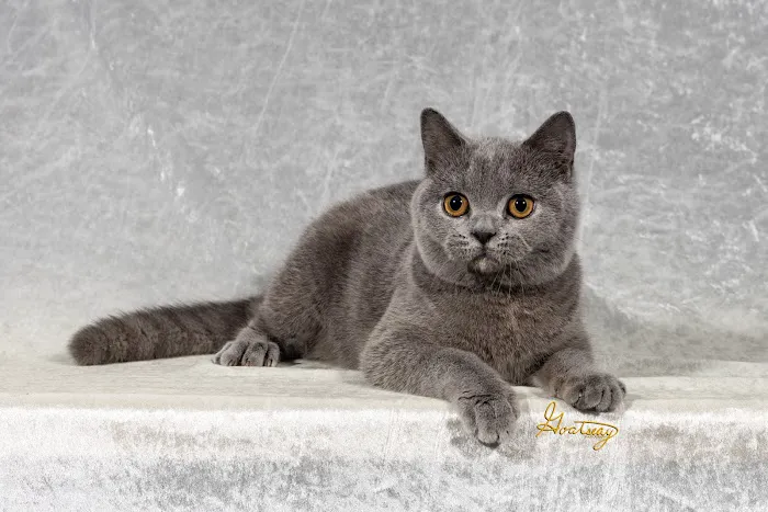 Purrfect Brits British Shorthair Cattery Picture 7