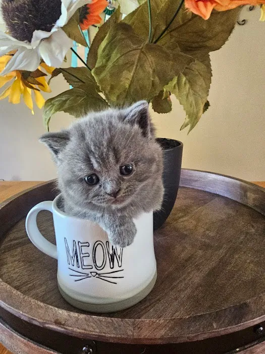 Purrfect Brits British Shorthair Cattery Picture 10