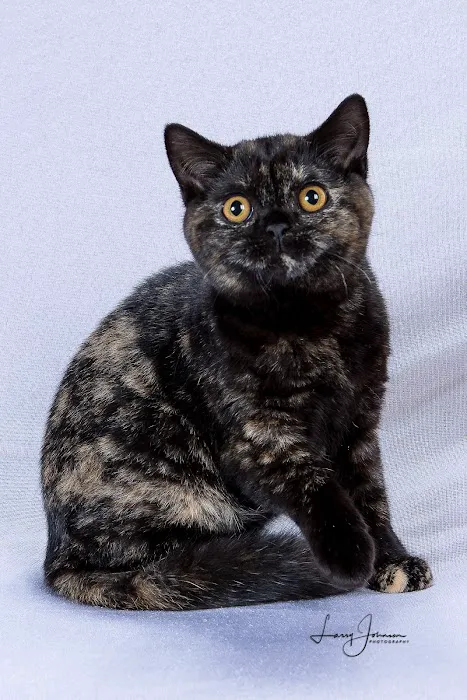 Purrfect Brits British Shorthair Cattery Picture 5