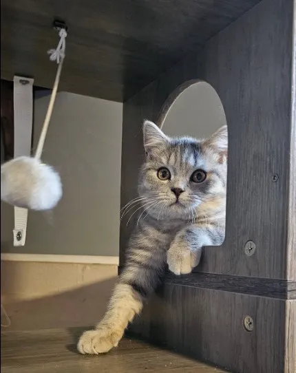 Purrfect Brits British Shorthair Cattery Picture 4