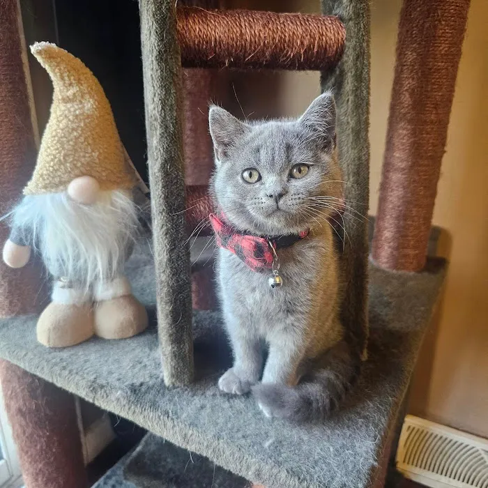 Purrfect Brits British Shorthair Cattery Picture 6