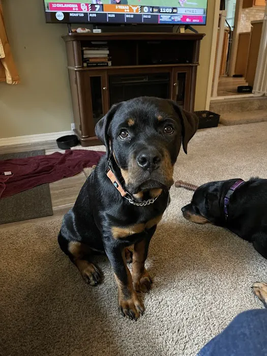 Chittenango Animal Hospital Picture 10