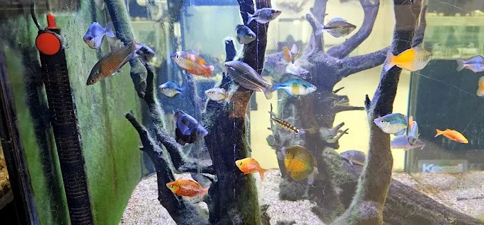 Fishy Business Aquarium Picture 3
