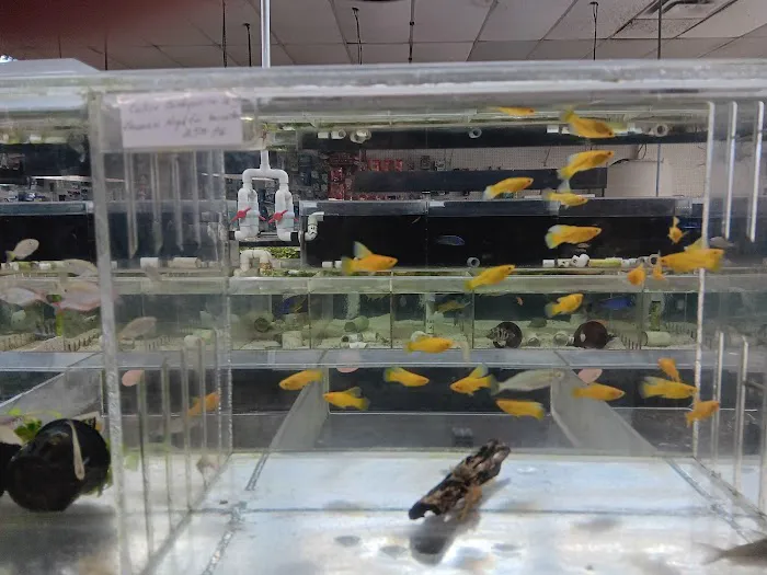 Fishy Business Aquarium Picture 8