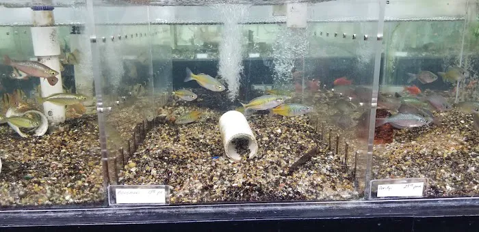 Fishy Business Aquarium Picture 9