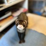 Rockacres Veterinary Hospital