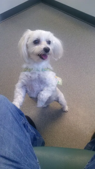 Rockacres Veterinary Hospital Picture 4