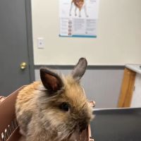 Fayetteville Veterinary Hospital ico