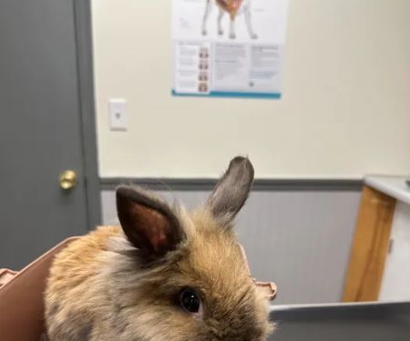 Fayetteville Veterinary Hospital