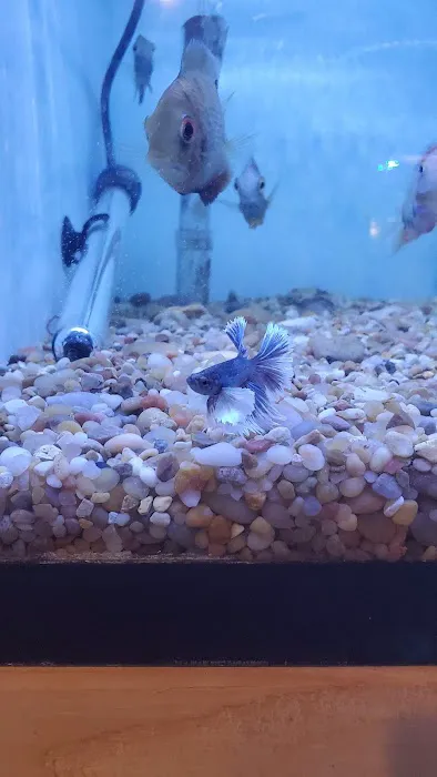 Ocean Blue Aquarium Picture 6