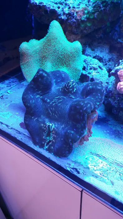 Ocean Blue Aquarium Picture 5
