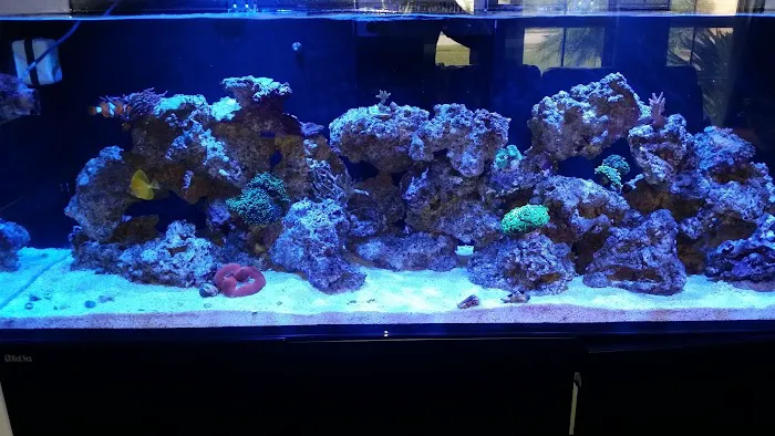 Ocean Blue Aquarium Picture 9