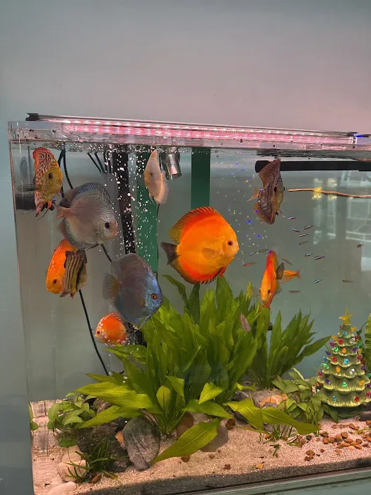 Ocean Blue Aquarium Picture 3
