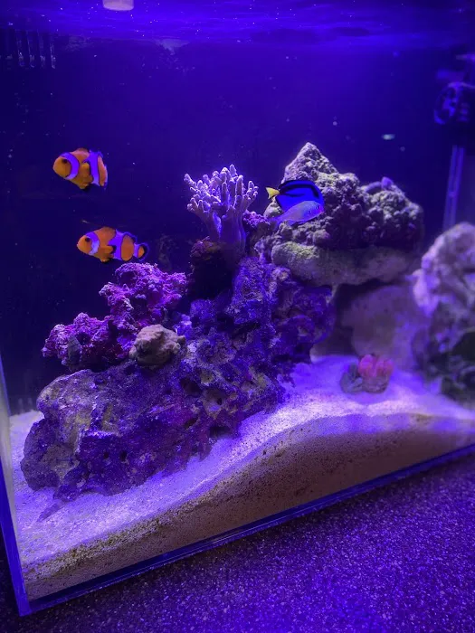 Ocean Blue Aquarium Picture 7
