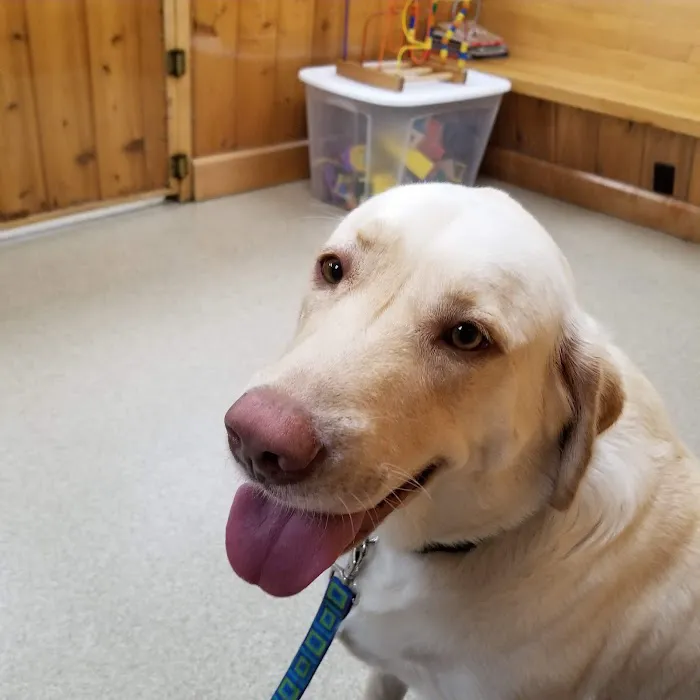 Village Veterinary Hospital Picture 10