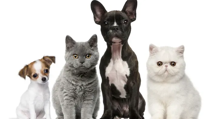 Village Veterinary Hospital Picture 1