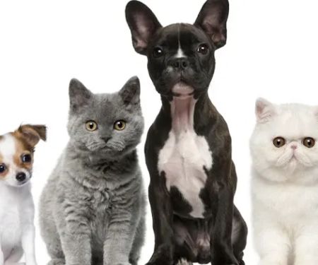 Village Veterinary Hospital