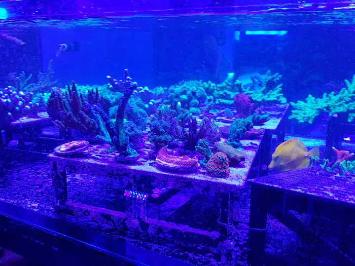 Top Shelf Aquatics Picture 3