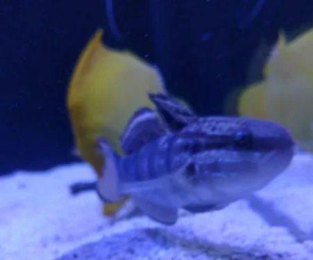 Top Shelf Aquatics