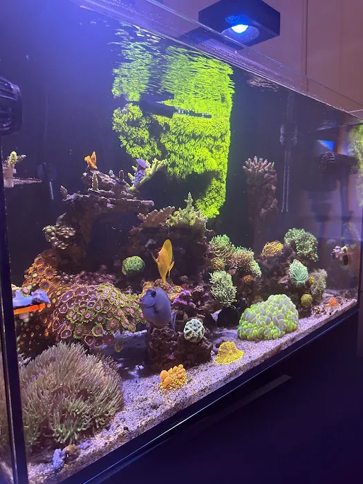 Top Shelf Aquatics Picture 9