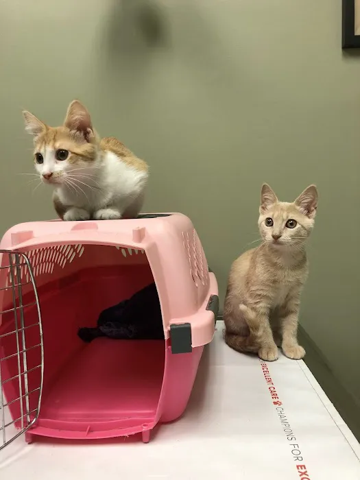 Stack Hospital For Pets Picture 6