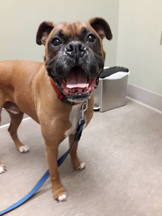 Stack Hospital For Pets Picture 10