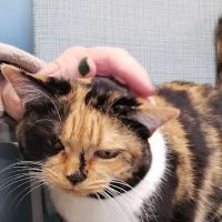Stack Hospital For Pets ico