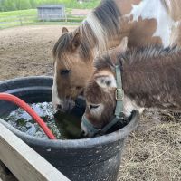 Verona Veterinary Services, P.C. ico