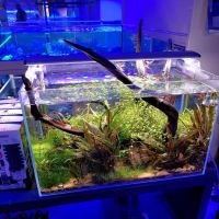 somethingFISHY ico