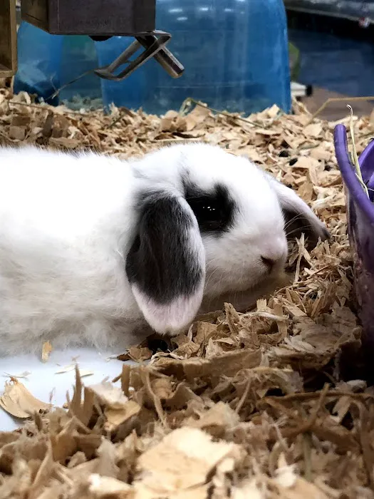 Pet Supermarket Picture 6