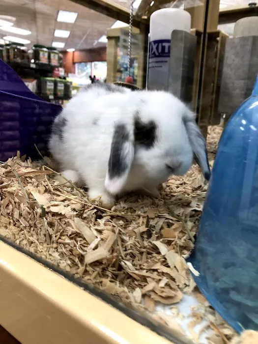 Pet Supermarket Picture 10