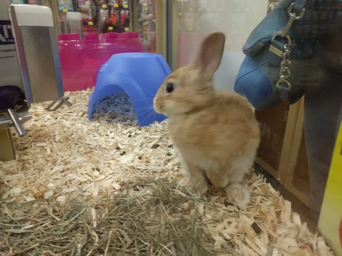 Pet Supermarket Picture 7