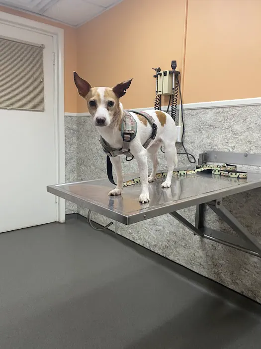 Rome Animal Hospital Picture 5