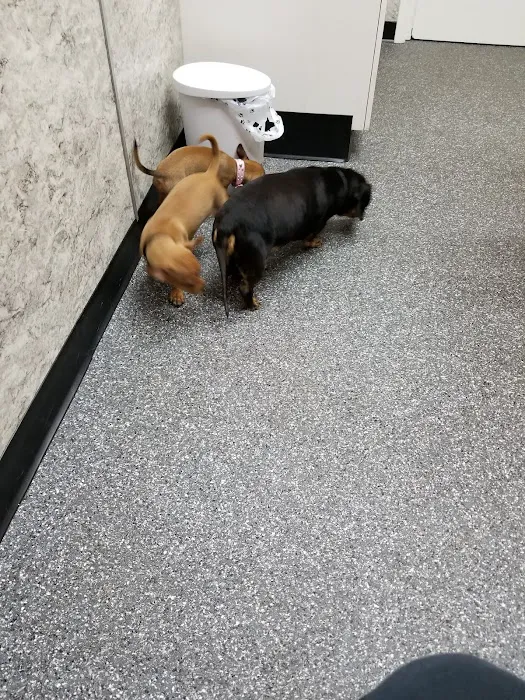 Rome Animal Hospital Picture 8