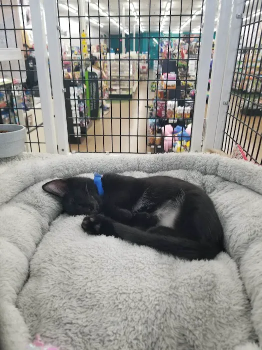 Pet Supermarket Picture 3